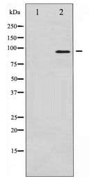 ICAM-1 / CD54 Antibody