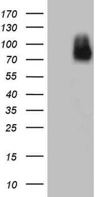 Nor-1 / NR4A3 Antibody (aa332-626, clone OTI1C5)