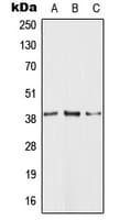FKSG80 / GPR81 Antibody (C-Terminus)