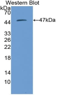 PSMD13 Antibody (aa1-378)