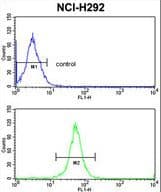 XPOT / Exportin-T Antibody (aa935-962)