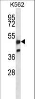 Polyclonal Rabbit anti-Human NRF1 / NRF-1 Antibody (aa226-255, WB)
