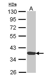 ANXA1 / Annexin A1 Antibody (aa1-228)