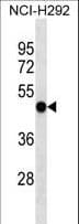EIF2S3 / EIF2G Antibody (aa364-391)