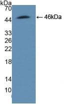 ADRM1 Antibody (aa2-407)