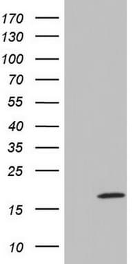 IL20 Antibody (aa25-176, clone OTI3E5)