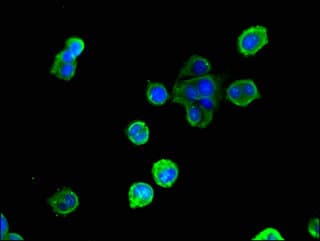GSR / Glutathione Reductase Antibody