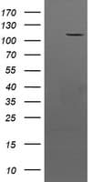 Monoclonal Mouse anti-Human CCK4 / PTK7 Antibody (clone OTI2H4, IF, WB)