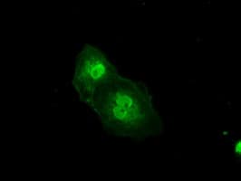PRKY Antibody (clone OTI2H9, Carrier-free)