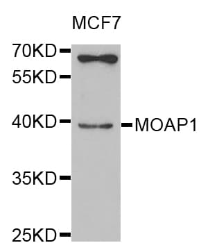 Polyclonal Rabbit anti-Human MOAP1 / MAP1 Antibody (AP, WB)