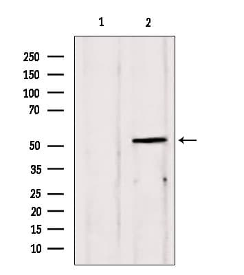 EDIL3 / DEL1 Antibody
