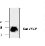 IHC-plus™ VEGFA / VEGF Antibody