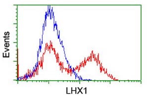 LHX1 Antibody (clone OTI3A9)