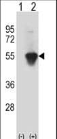 MINA / MINA53 Antibody (aa397-429)