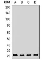 Polyclonal Rabbit anti-Human REEP5 Antibody (WB)