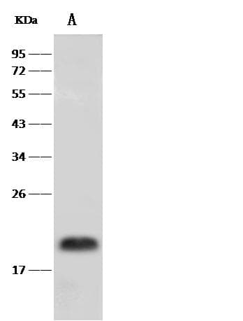 PRAP1 Antibody (Preservative Free)