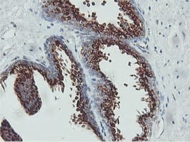GOLM1 / GP73 / GOLPH2 Antibody (clone OTI4B3, Carrier-free)