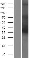 MAGEA4 Protein (Over-Expression Lysate Myc-DDK (Flag))