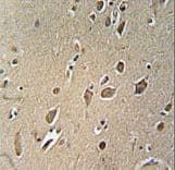 NGFR / CD271 / TNR16 Antibody