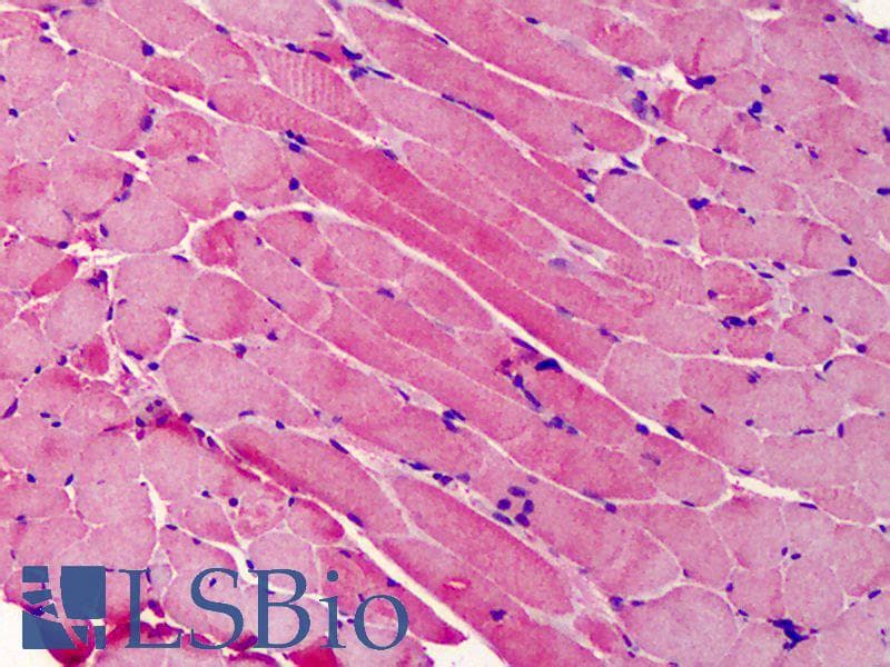 IHC-plus™ BID Antibody