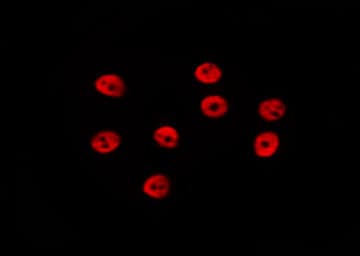 DGCR8 Antibody
