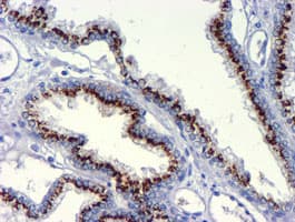 GOLM1 / GP73 / GOLPH2 Antibody (clone OTI5F4)