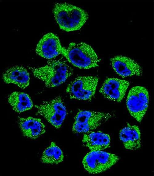 COPE Antibody (aa273-300)