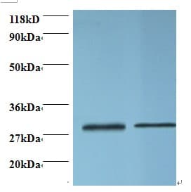 ODC1 / Ornithine Decarboxylase Antibody (HRP)