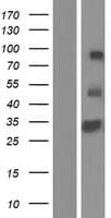 RELL1 Protein (Over-Expression Lysate Myc-DDK (Flag))