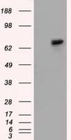 SNX9 / WISP Antibody (clone OTI2A11)