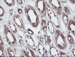 RABL2A Antibody (clone OTI4A3)