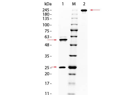 AKT1 Antibody (Internal, clone 14E5.16C8.25F6)