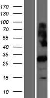 PRSS42 Protein (Over-Expression Lysate Myc-DDK (Flag))