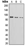 ICAM-1 / CD54 Antibody (phospho-Tyr512)
