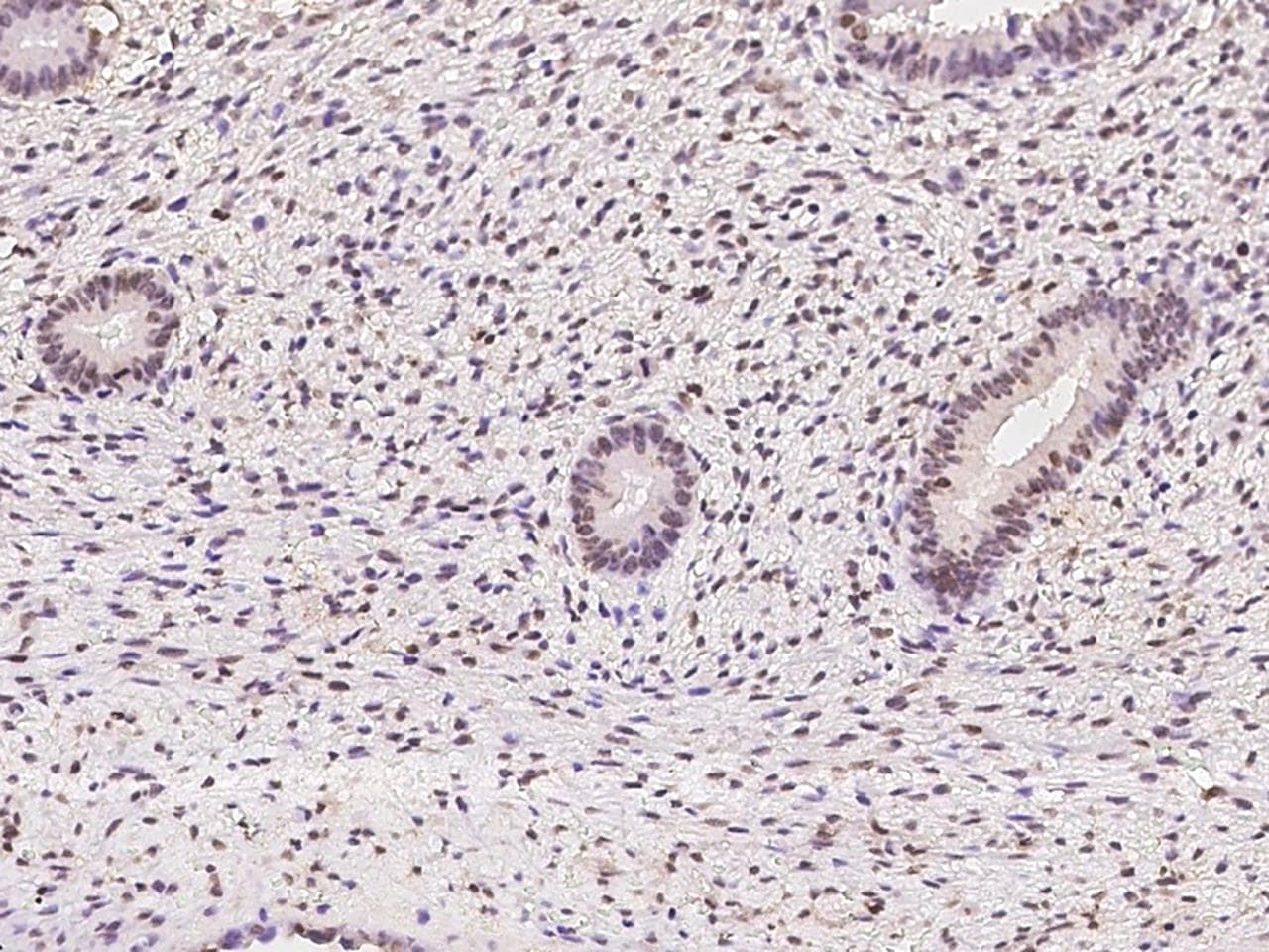 RBM7 Antibody