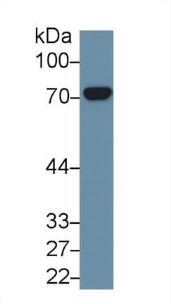 HSPA8 / HSC70 Antibody (aa534-615, PE)