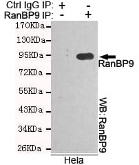RANBPM Antibody