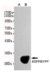 Monoclonal Mouse EGFP Antibody (WB)