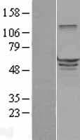 EHD3 Protein (Over-Expression Lysate Myc-DDK (Flag))