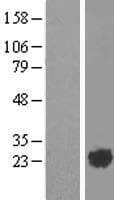 ARL2 Protein (Over-Expression Lysate Myc-DDK (Flag))