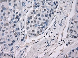 GBP2 Antibody (clone OTI3B8)