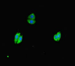 WNK4 Antibody