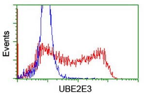 Monoclonal Mouse anti-Human UBE2E3 Antibody (clone OTI1D10, WB)