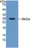 IL34 Antibody (aa21-235, Cy3)
