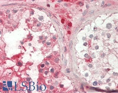 IHC-plus™ Apelin Antibody (C-Terminus)