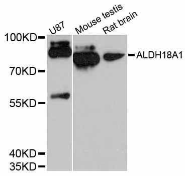 ALDH18A1 Antibody