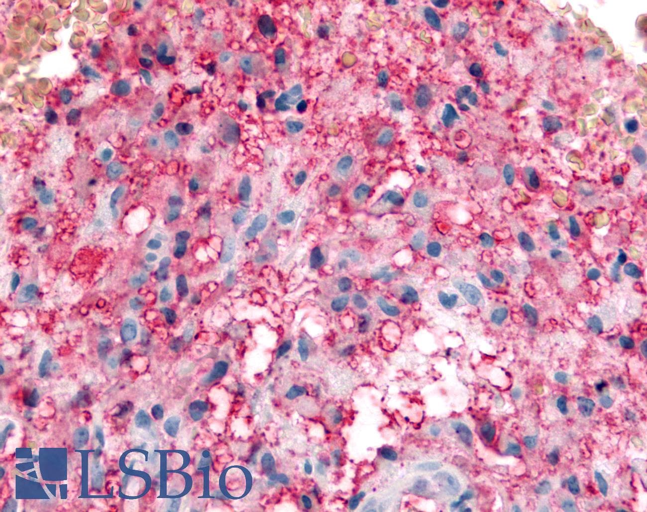 IHC-plus™ KCNMB3 Antibody (C-Terminus)
