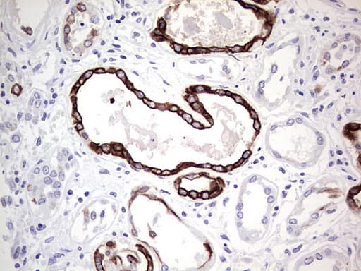 Monoclonal Mouse anti-Human KRT19 / CK19 / Cytokeratin 19 Antibody (clone OTI5F4, aa240-390, IHC, WB)