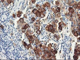 Dipeptidylpeptidase 10 / DPP10 Antibody (clone OTI1A5, Carrier-free)