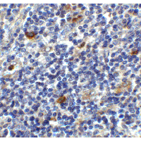 CD86 Antibody